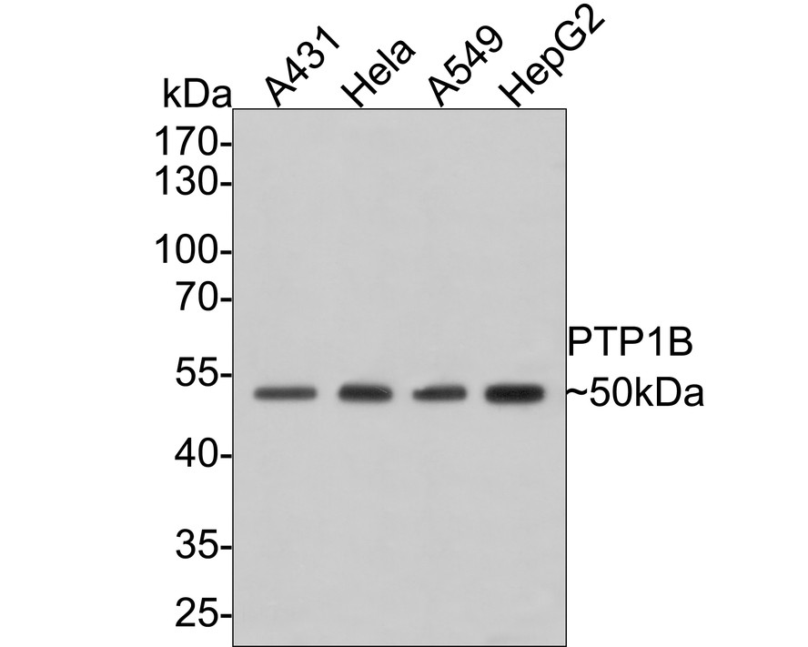 Western blot analysis of PTP1B on different lysates with Mouse anti-PTP1B antibody (M1511-7) at 1/500 dilution.<br />
<br />
Lane 1: A431 cell lysate<br />
Lane 2: Hela cell lysate<br />
Lane 3: A549 cell lysate<br />
Lane 4: HepG2 cell lysate<br />
<br />
Lysates/proteins at 10 µg/Lane.<br />
<br />
Predicted band size: 50 kDa<br />
Observed band size: 50 kDa<br />
<br />
Exposure time: 2 minutes;<br />
<br />
10% SDS-PAGE gel.<br />
<br />
Proteins were transferred to a PVDF membrane and blocked with 5% NFDM/TBST for 1 hour at room temperature. The primary antibody (M1511-7) at 1/500 dilution was used in 5% NFDM/TBST at room temperature for 2 hours. Goat Anti-Mouse IgG - HRP Secondary Antibody (HA1006) at 1:100,000 dilution was used for 1 hour at room temperature.