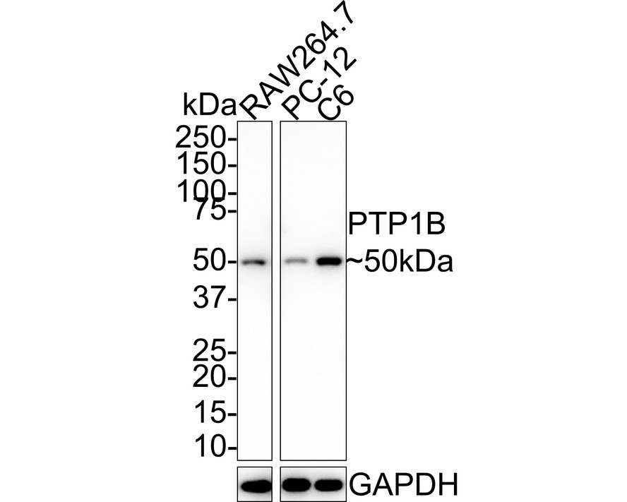 Western blot analysis of PTP1B on different lysates with Rabbit anti-PTP1B antibody (M1511-7) at 1/1,000 dilution.<br />
<br />
Lane 1: RAW264.7 cell lysate<br />
Lane 2: PC-12 cell lysate<br />
Lane 3: C6 cell lysate<br />
<br />
Lysates/proteins at 10 µg/Lane.<br />
<br />
Predicted band size: 50 kDa<br />
Observed band size: 50 kDa<br />
<br />
Exposure time: 43 seconds;<br />
<br />
4-20% SDS-PAGE gel.<br />
<br />
Proteins were transferred to a PVDF membrane and blocked with 5% NFDM/TBST for 1 hour at room temperature. The primary antibody (M1511-7) at 1/1,000 dilution was used in 5% NFDM/TBST at 4℃ overnight. Goat Anti-Rabbit IgG - HRP Secondary Antibody (HA1001) at 1/50,000 dilution was used for 1 hour at room temperature.