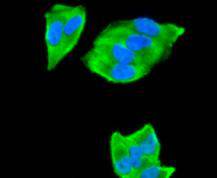 Immunocytochemical staining of Hela cells using anti-PTP1B Mouse mAb.