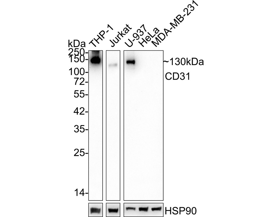 Western blot analysis of CD31 on different lysates with Mouse anti-CD31 antibody (M1511-8) at 1/2,000 dilution.<br />
<br />
Lane 1: THP-1 cell lysate<br />
Lane 2: Jurkat cell lysate<br />
Lane 3: U-937 cell lysate<br />
Lane 4: HeLa cell lysate (negative)<br />
Lane 5: MDA-MB-231 cell lysate (negative)<br />
<br />
Lysates/proteins at 20 µg/Lane.<br />
<br />
Predicted band size: 83 kDa<br />
Observed band size: 130 kDa<br />
<br />
Exposure time: 1 minute 58 seconds;<br />
<br />
4-20% SDS-PAGE gel.<br />
<br />
Proteins were transferred to a PVDF membrane and blocked with 5% NFDM/TBST for 1 hour at room temperature. The primary antibody (M1511-8) at 1/2,000 dilution was used in 5% NFDM/TBST at 4℃ overnight. Goat Anti-Mouse IgG - HRP Secondary Antibody (HA1006) at 1/50,000 dilution was used for 1 hour at room temperature.