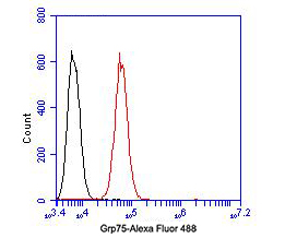 Grp75 Mouse monoclonal Antibody
