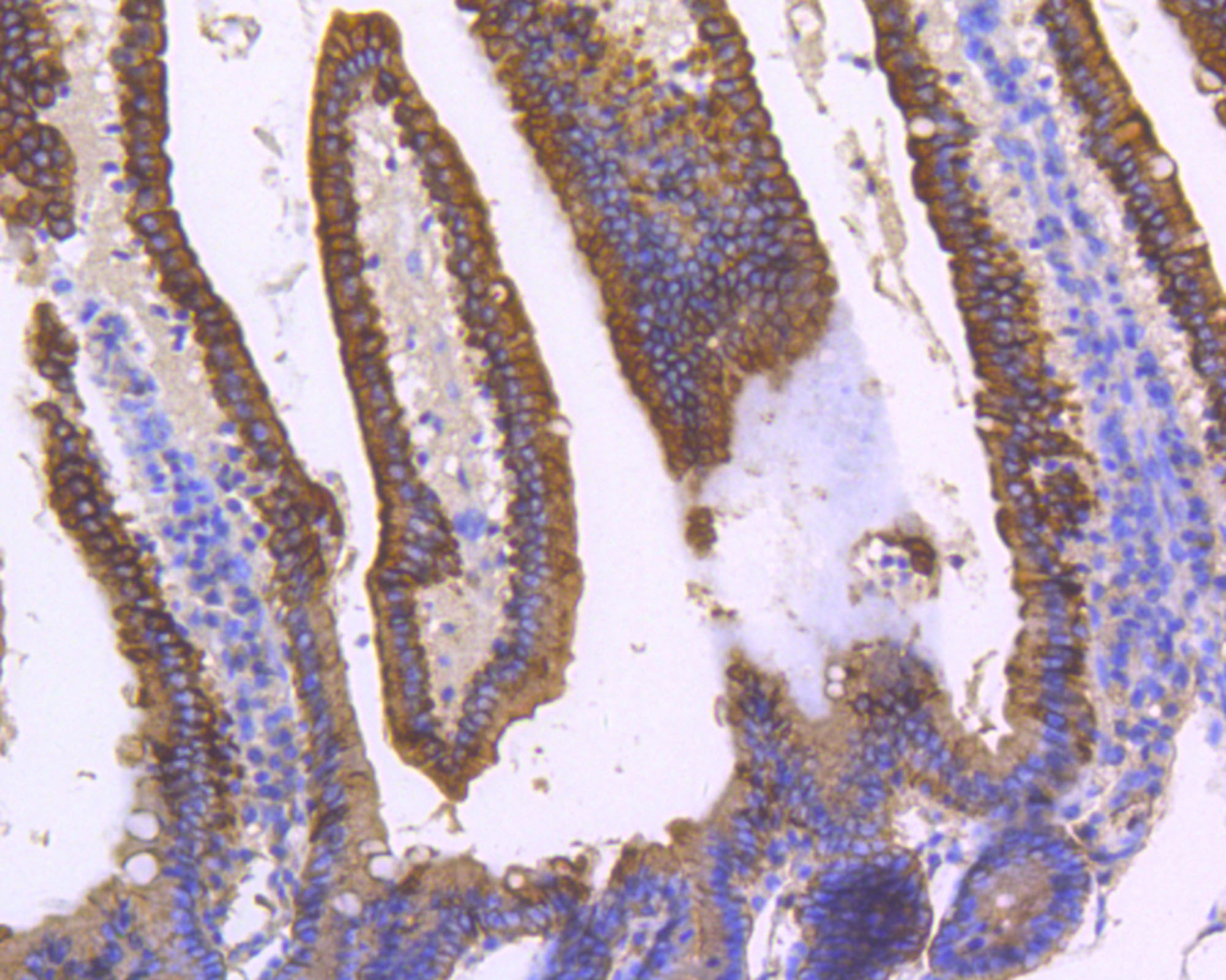 Immunohistochemical analysis of paraffin- embedded mouse small intestine tissue using anti-Cytokeratin 8 Mouse mAb.