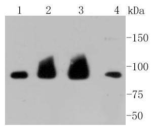 Western blot analysis on different cell lysates using anti-Hsp90 alpha Mouse mAb.  Positive control: <br />
  Lane 1: Hela <br />
  Lane 2: 293T <br />
  Lane 3: PC12 <br />
  Lane 4: NIH/3T3