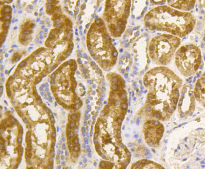 Immunohistochemical analysis of paraffin- embedded human kidney tissue using anti-Hsp90 alpha Mouse mAb.