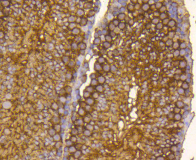 Immunohistochemical analysis of paraffin- embedded mouse testis tissue using anti-Hsp90 alpha Mouse mAb.