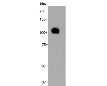 Western blot analysis of LAMP2 on Hela cell lysate. Proteins were transferred to a PVDF membrane and blocked with 5% BSA in PBS for 1 hour at room temperature. The primary antibody (M1603-5, 1/500) was used in 5% BSA at room temperature for 2 hours. Goat Anti-Mouse IgG - HRP Secondary Antibody (HA1006) at 1:5,000 dilution was used for 1 hour at room temperature.