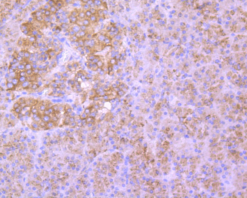 Immunohistochemical analysis of paraffin-embedded human pancreas tissue using anti-LAMP2 antibody. The section was pre-treated using heat mediated antigen retrieval with Tris-EDTA buffer (pH 8.0-8.4) for 20 minutes.The tissues were blocked in 5% BSA for 30 minutes at room temperature, washed with ddH2O and PBS, and then probed with the primary antibody (M1603-5, 1/200) for 30 minutes at room temperature. The detection was performed using an HRP conjugated compact polymer system. DAB was used as the chromogen. Tissues were counterstained with hematoxylin and mounted with DPX.