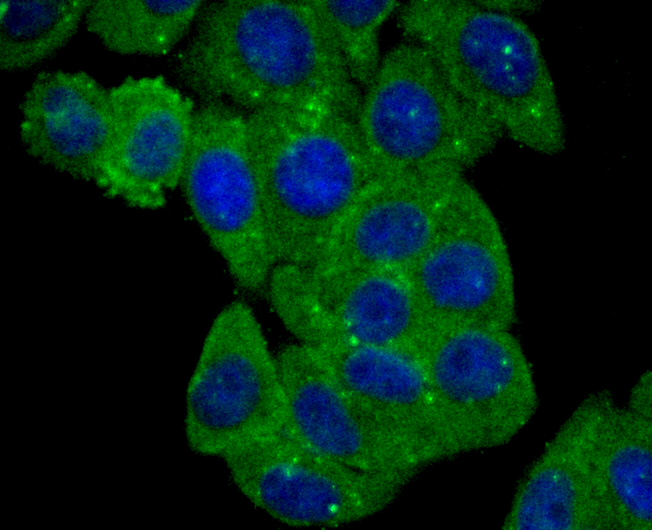 ICC staining BLCAP (green) in HepG2 cells. The nuclear counter stain is DAPI (blue). Cells were fixed in paraformaldehyde, permeabilised with 0.25% Triton X100/PBS.