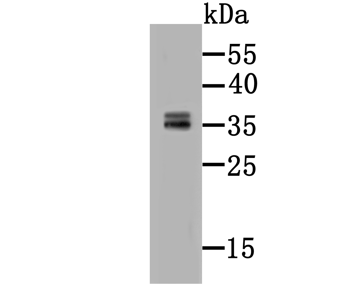 Western blot analysis of CD137 on HepG2 cell lysate using anti-CD137 antibody at 1/500 dilution.