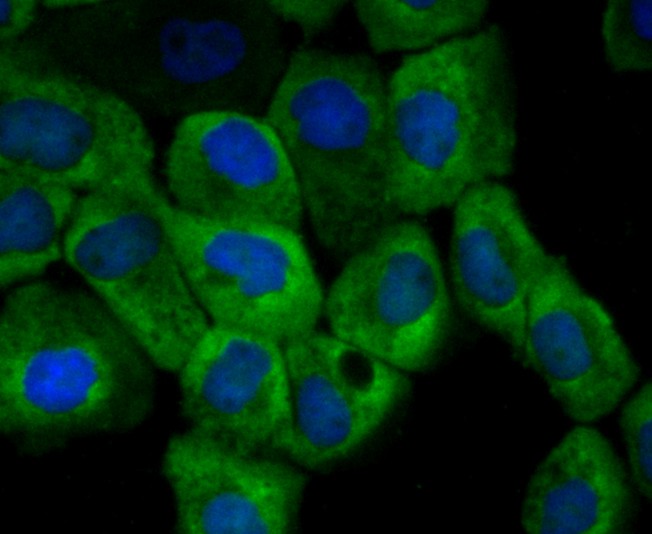 ICC staining CD137 (green) in A431 cells. The nuclear counter stain is DAPI (blue). Cells were fixed in paraformaldehyde, permeabilised with 0.25% Triton X100/PBS.