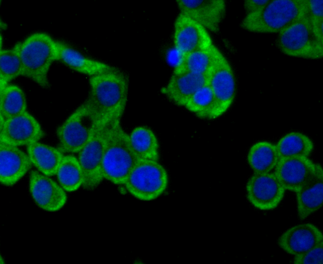 ICC staining CD137 (green) in LOVO cells. The nuclear counter stain is DAPI (blue). Cells were fixed in paraformaldehyde, permeabilised with 0.25% Triton X100/PBS.