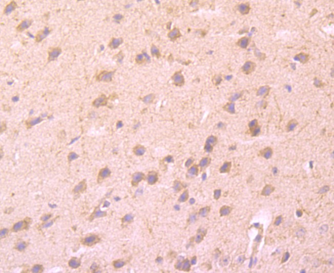 Immunohistochemical analysis of paraffin-embedded mouse brain tissue using anti-CD137 antibody. Counter stained with hematoxylin.