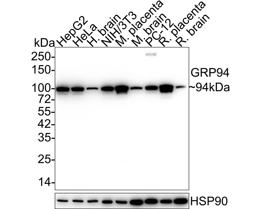 Western blot analysis of GRP94 on different lysates with Mouse anti-GRP94 antibody (M1701-12) at 1/1,000 dilution.<br />
<br />
Lane 1: HepG2 cell lysate (10 µg/Lane)<br />
Lane 2: HeLa cell lysate (10 µg/Lane)<br />
Lane 3: Human brain tissue lysate (20 µg/Lane)<br />
Lane 4: NIH/3T3 cell lysate (10 µg/Lane)<br />
Lane 5: Mouse placenta tissue lysate (20 µg/Lane)<br />
Lane 6: Mouse brain tissue lysate (20 µg/Lane)<br />
Lane 7: PC-12 cell lysate (10 µg/Lane)<br />
Lane 8: Rat placenta tissue lysate (20 µg/Lane)<br />
Lane 9: Rat brain tissue lysate (20 µg/Lane)<br />
<br />
Predicted band size: 92 kDa<br />
Observed band size: 94 kDa<br />
<br />
Exposure time: 25 seconds;<br />
<br />
4-20% SDS-PAGE gel.<br />
<br />
Proteins were transferred to a PVDF membrane and blocked with 5% NFDM/TBST for 1 hour at room temperature. The primary antibody (M1701-12) at 1/1,000 dilution was used in 5% NFDM/TBST at 4℃ overnight. Goat Anti-Mouse IgG - HRP Secondary Antibody (HA1006) at 1/50,000 dilution was used for 1 hour at room temperature.
