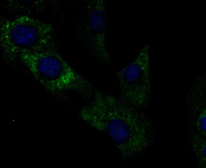 ICC staining GRP94 (green) in NIH-3T3 cells. The nuclear counter stain is DAPI (blue). Cells were fixed in paraformaldehyde, permeabilised with 0.25% Triton X100/PBS.