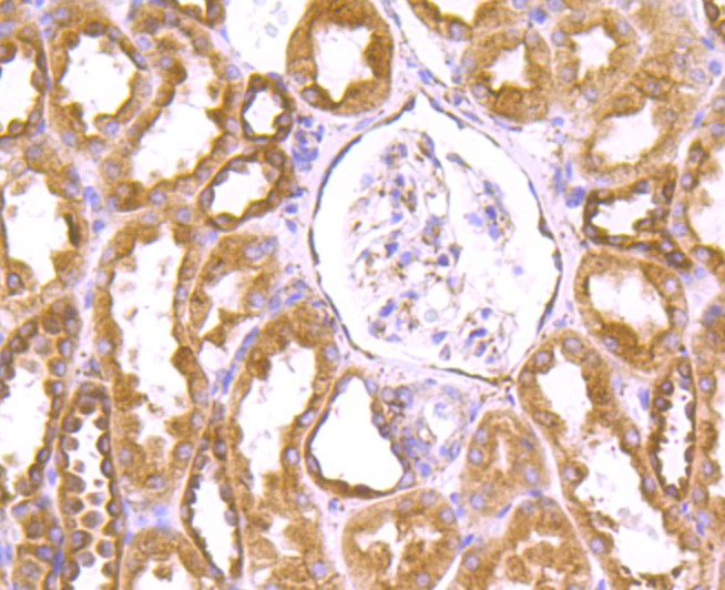 Immunohistochemical analysis of paraffin-embedded human kidney tissue using anti-GRP94 antibody. Counter stained with hematoxylin.