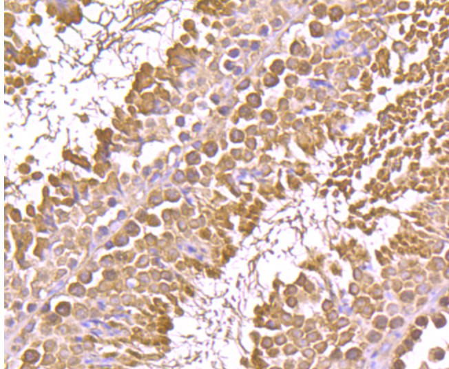 Immunohistochemical analysis of paraffin-embedded mouse testis tissue using anti-GRP94 antibody. Counter stained with hematoxylin.
