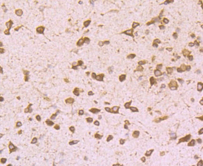 Immunohistochemical analysis of paraffin-embedded mouse brain tissue using anti-GRP94 antibody. Counter stained with hematoxylin.