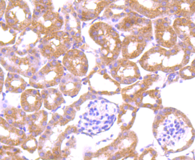 Immunohistochemical analysis of paraffin-embedded mouse kidney tissue using anti-LRRK1 antibody. Counter stained with hematoxylin.