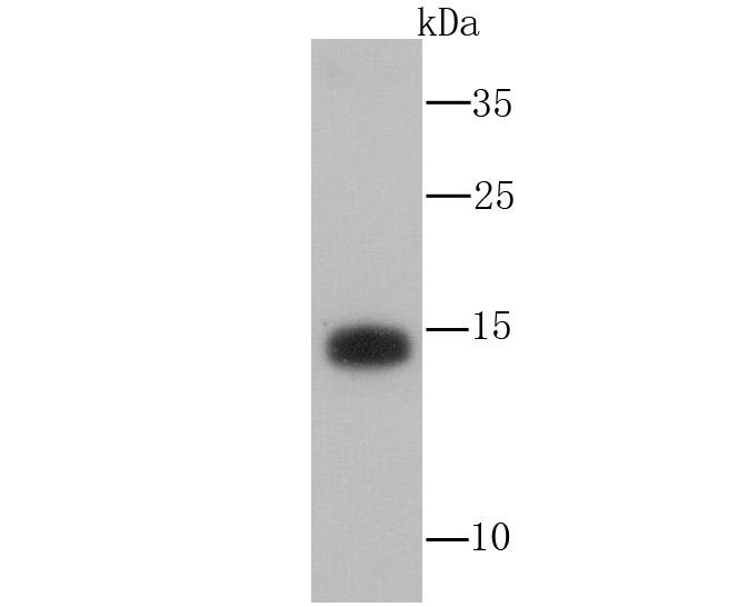 Western blot analysis of Atg12 on THP-1 cell lysate. Proteins were transferred to a PVDF membrane and blocked with 5% BSA in PBS for 1 hour at room temperature. The primary antibody (M1701-4, 1/500) was used in 5% BSA at room temperature for 2 hours. Goat Anti-Mouse IgG - HRP Secondary Antibody (HA1006) at 1:5,000 dilution was used for 1 hour at room temperature.