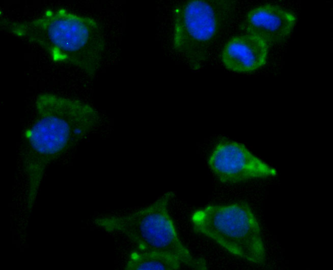 ICC staining of Atg12 in SH-SY5Y cells (green). Formalin fixed cells were permeabilized with 0.1% Triton X-100 in TBS for 10 minutes at room temperature and blocked with 1% Blocker BSA for 15 minutes at room temperature. Cells were probed with the primary antibody (M1701-4, 1/50) for 1 hour at room temperature, washed with PBS. Alexa Fluor®488 Goat anti-Mouse IgG was used as the secondary antibody at 1/1,000 dilution. The nuclear counter stain is DAPI (blue).