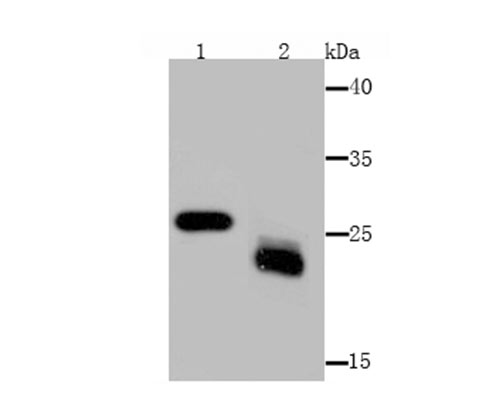Western blot analysis of MAL on mouse kidney (1) and mouse lymphatic vessels (2) tissue lysate using anti-MAL antibody at 1/1,000 dilution.
