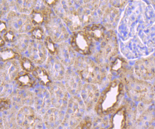 Immunohistochemical analysis of paraffin-embedded rat kidney tissue using anti-MAL antibody. Counter stained with hematoxylin.