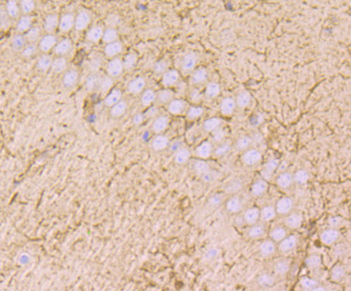 Immunohistochemical analysis of paraffin-embedded mouse brain tissue using anti-MAL antibody. Counter stained with hematoxylin.