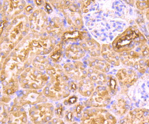 Immunohistochemical analysis of paraffin-embedded mouse kidney tissue using anti-MAL antibody. Counter stained with hematoxylin.