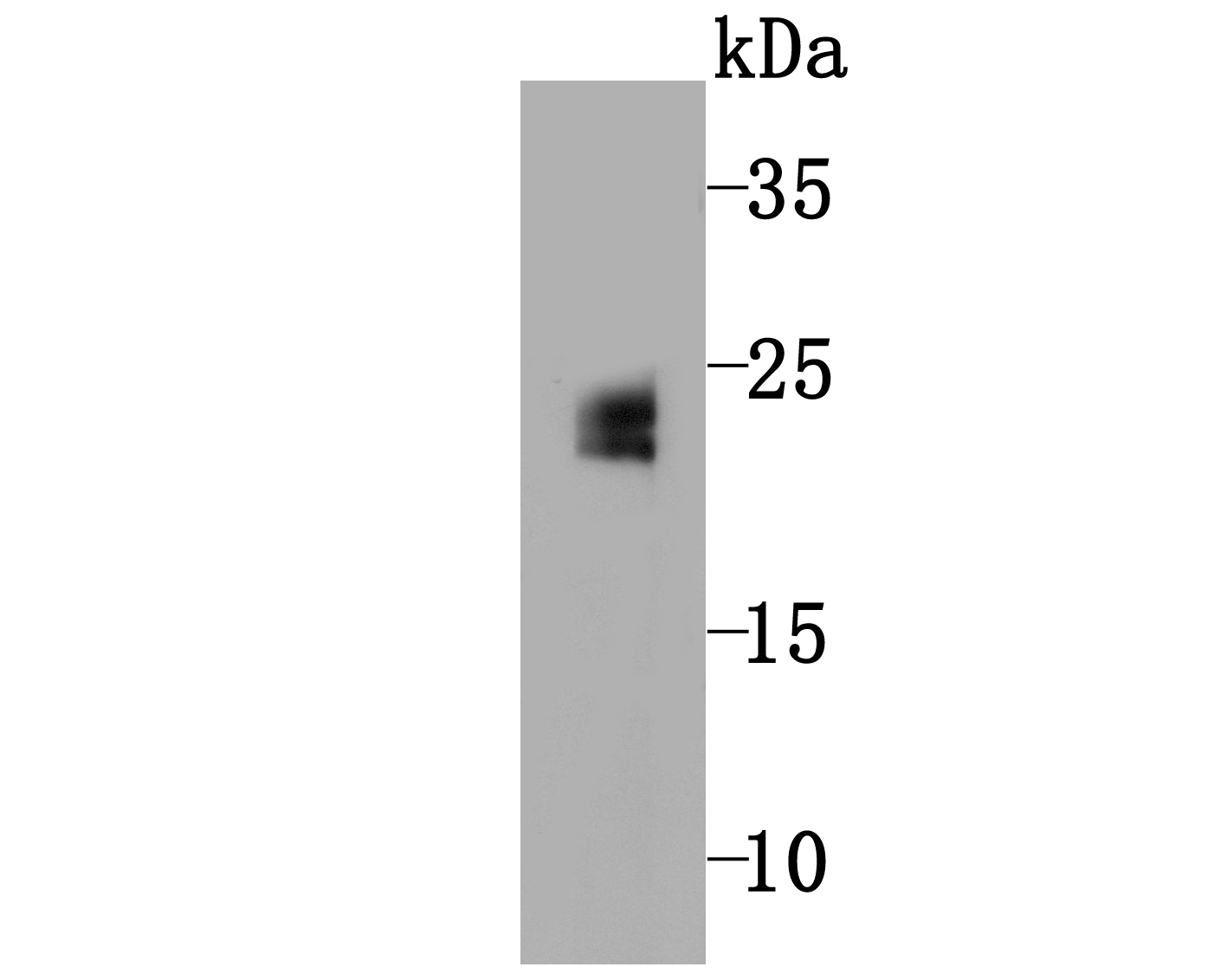 Western blot analysis of GPX5 on mouse testis tissue lysate using anti-GPX5 antibody at 1/500 dilution.