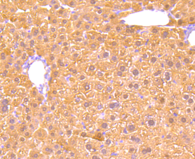 Immunohistochemical analysis of paraffin-embedded mouse liver tissue using anti-GPX5 antibody. Counter stained with hematoxylin.