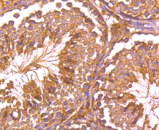 Immunohistochemical analysis of paraffin-embedded mouse testis tissue using anti-GPX5 antibody. Counter stained with hematoxylin.