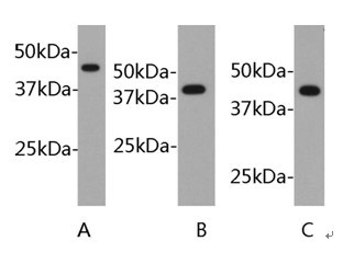 Western blot analysis of β-Actin on different cell lysate. Proteins were transferred to a PVDF membrane and blocked with 5% BSA in PBS for 1 hour at room temperature. The primary antibody was used at a 1:50,000 dilution in 5% BSA at room temperature for 2 hours. Goat Anti-rabbit IgG - HRP Secondary Antibody (HA1001) at 1:5,000 dilution was used for 1 hour at room temperature.<br />
Positive control:<br />
Lane A: PC12 cell lysates<br />
Lane B: Hela cell lysates<br />
Lane C: NIH/3T3 cell lysates