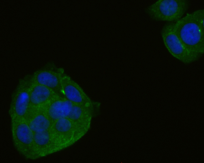 ICC staining of  β-Actin in MCF-7 cells (green). Formalin fixed cells were permeabilized with 0.1% Triton X-100 in TBS for 10 minutes at room temperature and blocked with 1% Blocker BSA for 15 minutes at room temperature. Cells were probed with the primary antibody (R1102-1, 1/100) for 1 hour at room temperature, washed with PBS. Alexa Fluor®488 Goat anti-Rabbit IgG was used as the secondary antibody at 1/100 dilution. The nuclear counter stain is DAPI (blue).