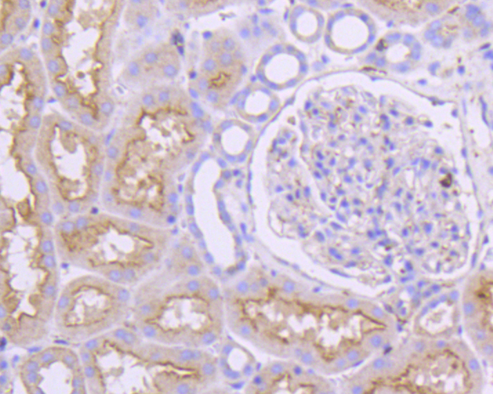 Immunohistochemical analysis of paraffin-embedded human kidney tissue using anti-β-Actin antibody. The section was pre-treated using heat mediated antigen retrieval with sodium citrate buffer (pH 6.0) for 20 minutes. The tissues were blocked in 5% BSA for 30 minutes at room temperature, washed with ddH2O and PBS, and then probed with the primary antibody (R1102-1, 1/100)  for 30 minutes at room temperature. The detection was performed using an HRP conjugated compact polymer system. DAB was used as the chromogen. Tissues were counterstained with hematoxylin and mounted with DPX.