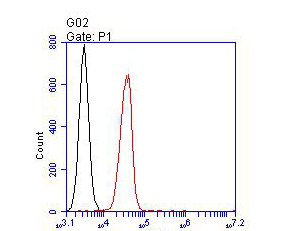 Flow cytometric analysis of β-Actin was done on HT-29 cells. The cells were fixed, permeabilized and stained with the primary antibody (R1102-1, 1/100) (red). After incubation of the primary antibody at room temperature for an hour, the cells were stained with a Alexa Fluor 488-conjugated goat anti-rabbit IgG Secondary antibody at 1/500 dilution for 30 minutes.Unlabelled sample was used as a control (cells without incubation with primary antibody; black).