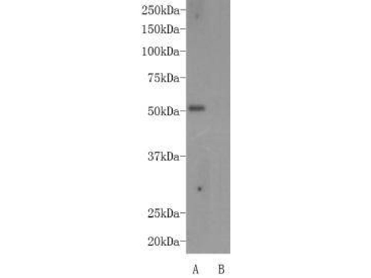 Western blot-AIRE antibody A: 293T cell lysate, transfected with human AIRE B: 293T cell lysate, untransfected