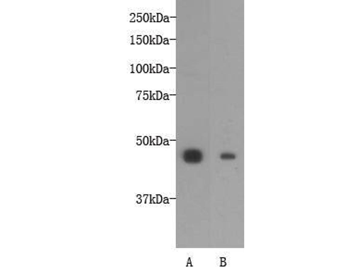 Western blot analysis on NCCIT (A) and F9 (B) cell lysates using anti-OCT4 rabbit polyclonal antibody.