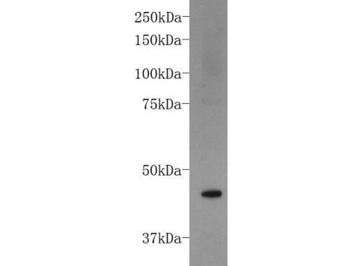 Western blot analysis on NCCIT cell lysates using anti-FOXD3 rabbit polyclonal antibody.