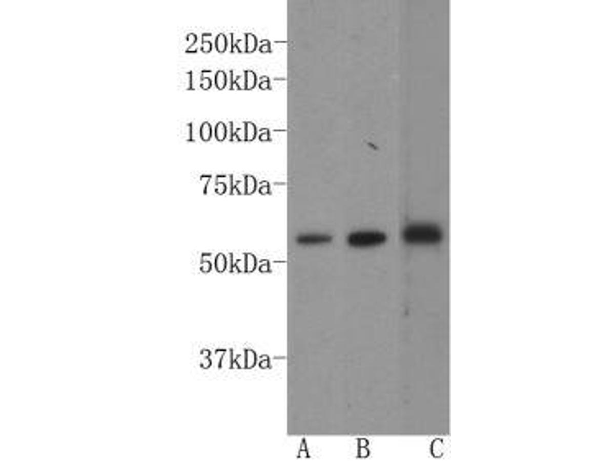 Western blot analysis on  HepG2 (A), Jurkat (B) and F9 (C) cell lysates using anti-GATA4 rabbit polyclonal antibody.