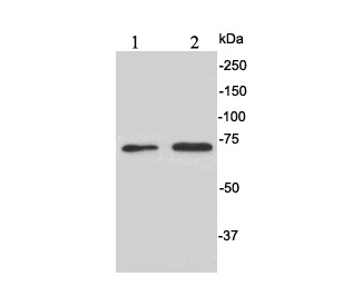 Western blot analysis of CD73 on different cell lysates using anti-CD73 antibody at 1/1,000 dilution.<br />
Positive control:<br />
Lane 1: HepG2<br />
Lane 2: HT-29