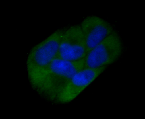 ICC staining CD73 in Hela cells (green). The nuclear counter stain is DAPI (blue). Cells were fixed in paraformaldehyde, permeabilised with 0.25% Triton X100/PBS.