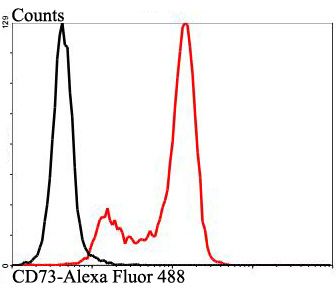 Flow cytometric analysis of Jurkat cells with CD73 antibody at 1/100 dilution (red) compared with an unlabelled control (cells without incubation with primary antibody; black). Alexa Fluor 488-conjugated goat anti-rabbit IgG was used as the secondary antibody.
