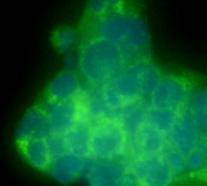 ICC image of THY-1 antibody stained NCCIT cells. The secondary antibody (green) was goat anti-rabbit IgG (H+L) FITC conjugated. DAPI was used to stain the cell nuclei (blue).
