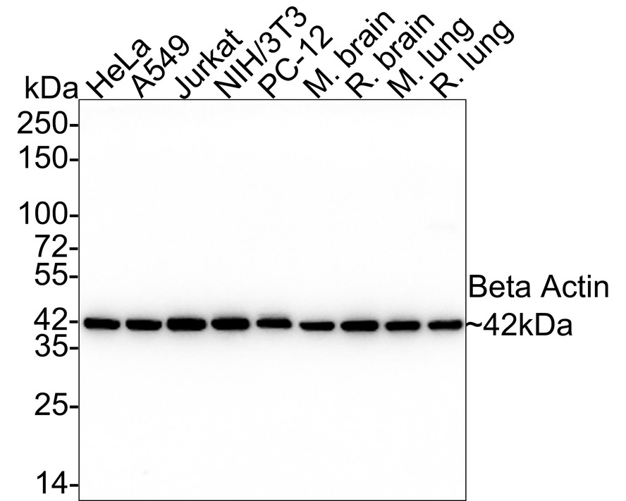 Western blot analysis of β-actin on different lysates using anti-β-actin antibody at 1/1,000 dilution.<br />
Positive control:<br />
Lane 1: NIH/3T3<br />
Lane 2: Hela<br />
Lane 3: PC12<br />
Lane 4: Zebrafish