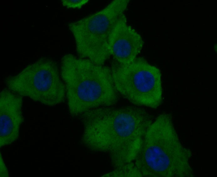 ICC staining GAPDH in A549 cells (green). Formalin fixed cells were permeabilized with 0.1% Triton X-100 in TBS for 10 minutes at room temperature and blocked with 1% Blocker BSA for 15 minutes at room temperature. Cells were probed with the antibody (R1210-1) at a dilution of 1:100 for 1 hour at room temperature, washed with PBS. Alexa Fluorc™ 488 Goat anti-Rabbit IgG was used as the secondary antibody at 1/100 dilution. The nuclear counter stain is DAPI (blue).