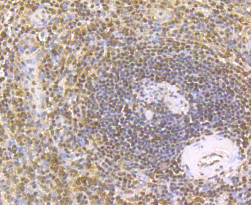 Immunohistochemical analysis of paraffin-embedded human spleen tissue using anti-GAPDH antibody. The section was pre-treated using heat mediated antigen retrieval with sodium citrate buffer (pH 6.0) for 20 minutes. The tissues were blocked in 5% BSA for 30 minutes at room temperature, washed with ddH2O and PBS, and then probed with the antibody (R1210-1) at 1/100 dilution, for 30 minutes at room temperature and detected using an HRP conjugated compact polymer system. DAB was used as the chrogen. Counter stained with hematoxylin and mounted with DPX.