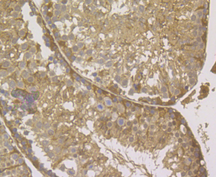 Immunohistochemical analysis of paraffin-embedded mouse testis tissue using anti-GAPDH antibody. The section was pre-treated using heat mediated antigen retrieval with Tris-EDTA buffer (pH 8.0-8.4) for 20 minutes.The tissues were blocked in 5% BSA for 30 minutes at room temperature, washed with ddH2O and PBS, and then probed with the antibody (R1210-1) at 1/100 dilution, for 30 minutes at room temperature and detected using an HRP conjugated compact polymer system. DAB was used as the chrogen. Counter stained with hematoxylin and mounted with DPX.