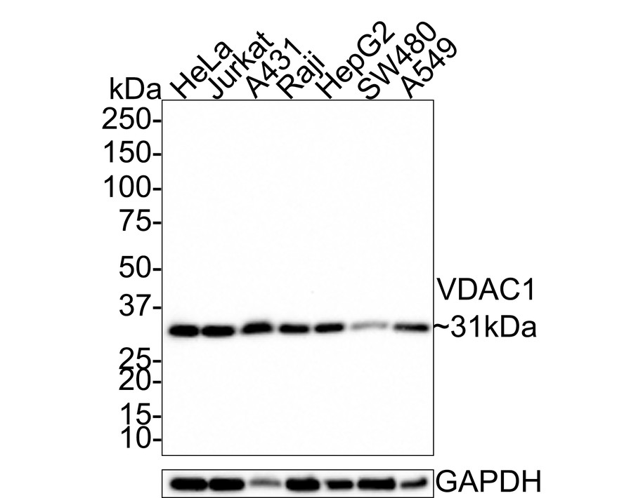 Anti-Brain lipid binding protein Antibody from rabbit, purified by affinity  chromatography