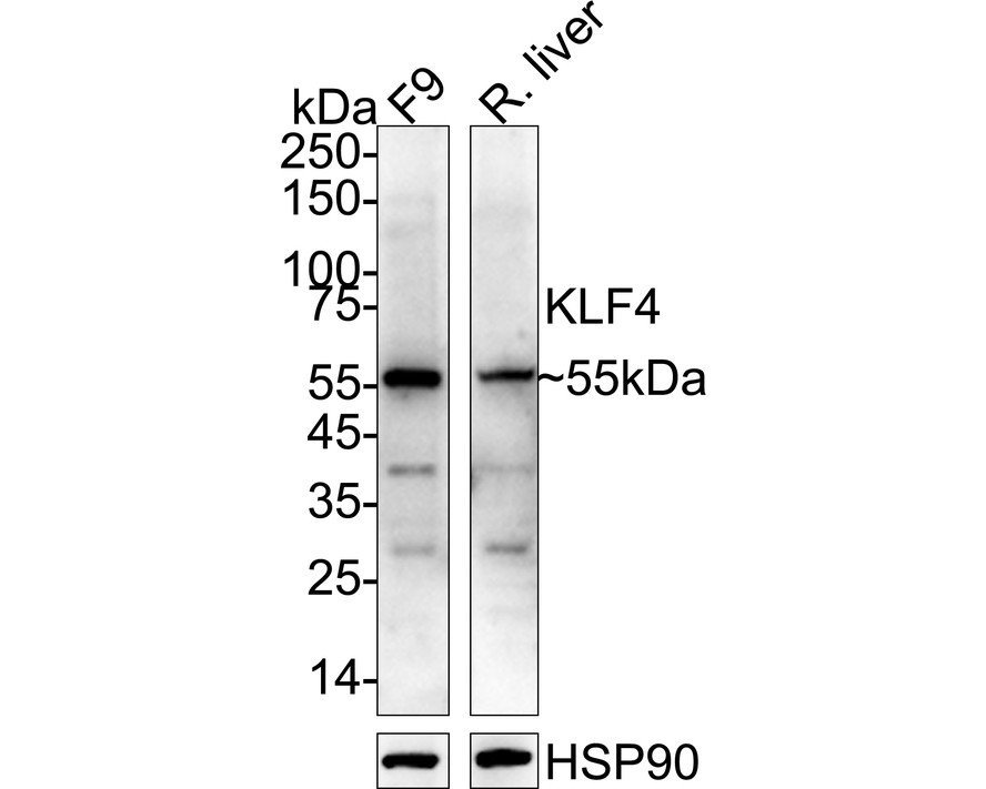 KLF4 Rabbit polyclonal Antibody