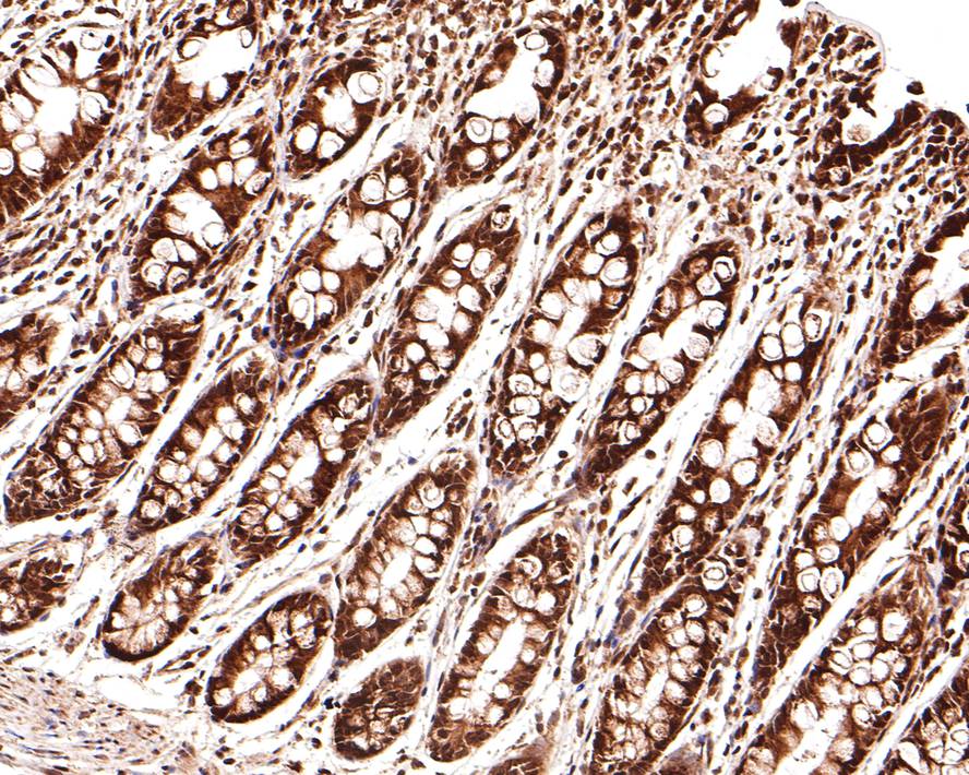 KLF4 Rabbit polyclonal Antibody